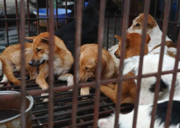 Coreia do Norte recomenda sopa de carne de cachorro para enfrentar onda de calor