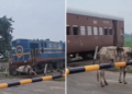É FATO: Vaca se levanta após ser atingida por trem na Índia; assista ao VÍDEO