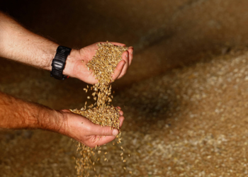 Calor e El Niño afetam preços globais da alimentação, aponta FAO
