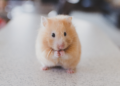 'Serial killer de hamsters' é preso no Japão acusado de matar 30 roedores dentro de hotel