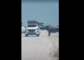 VÍDEO: Rinoceronte ameaçado de extinção é flagrado atacando carro com turistas durante safári