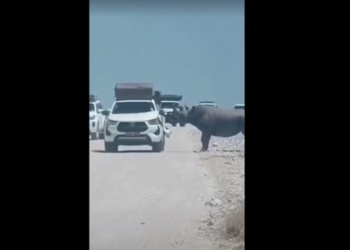 VÍDEO: Rinoceronte ameaçado de extinção é flagrado atacando carro com turistas durante safári