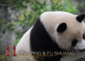 Entre Dois Mundos: a diplomacia panda em meio à corrida tecnológica