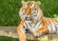 Homem morre após entrar em recinto de tigre em zoológico na Inglaterra