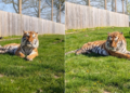 Homem morre após entrar em jaula de tigre em zoológico no Reino Unido